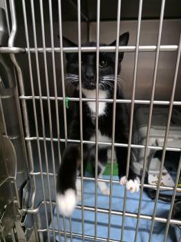 Bolt -  Domestic Short Hair Cat for Adoption in Detroit Lakes, Minnesota - Bolt | PetCurious
