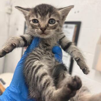 Domestic Short Hair Cats Available for Adoption in Edinburg, Texas - Polie P1 | PetCurious