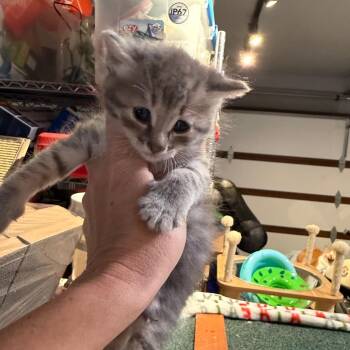 Domestic Short Hair Cats Available for Adoption in Tustin, California - Byte | PetCurious