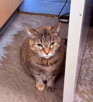 JELLY -  Domestic Short Hair Cat for Adoption in Minneapolis, Minnesota - JELLY | PetCurious
