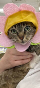 Rescue Domestic Short Hair and Tabby Cats for Adoption in Pensacola, Florida - Osono | PetCurious