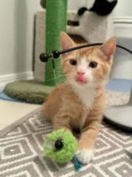 Rescue Domestic Short Hair and Tabby Cats for Adoption in Hillsboro, Oregon - Brothers: Siepie And Miffy | PetCurious