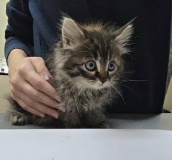 Beanie -  Domestic Medium Hair Cat for Adoption in Kennewick, Washington - Beanie | PetCurious