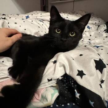 Domestic Short Hair Cats Available for Adoption - Toothless | PetCurious