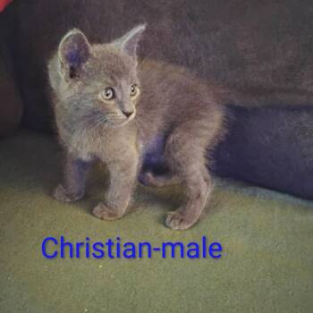 Christian -  Domestic Short Hair Cat for Adoption in New Tazewell, Tennessee - Christian | PetCurious