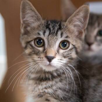 Rescue Domestic Short Hair Cats for Adoption in Los Angeles, California - Gia | PetCurious