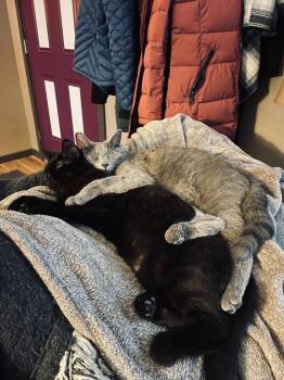 KC - Laylah -  Domestic Short Hair Cat for Adoption in Battle Ground, Washington - KC - Laylah | PetCurious
