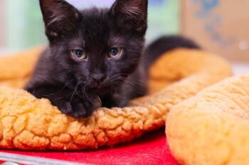 Domestic Short Hair Cats Available for Adoption in Hot Springs, Arkansas - Colonel Mustard | PetCurious