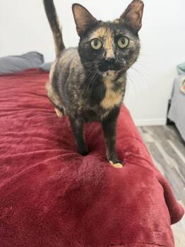 Cosita -  Domestic Short Hair Cat Available for Adoption in Deltona, Florida - Cosita | PetCurious