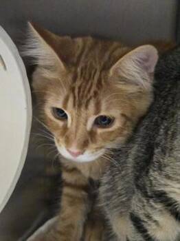 Cheeto Puff -  Domestic Short Hair Cat for Adoption in Roseville, California - Cheeto Puff | PetCurious