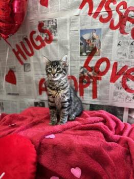 Domestic Medium Hair Cats Available for Adoption - Nash | PetCurious