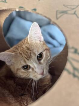 Domestic Short Hair Cats Available for Adoption - Floretta | PetCurious