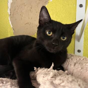 Sinclair -  Domestic Short Hair Cat Available for Adoption in Fresno, California - Sinclair | PetCurious
