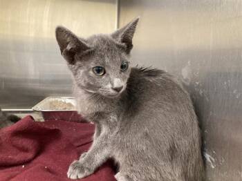 GAMORA -  Domestic Short Hair Cat for Adoption in Tustin, California - GAMORA | PetCurious