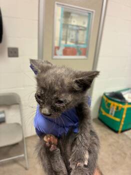 Jody -  Domestic Short Hair Cat for Adoption in Bossier City, Louisiana - Jody | PetCurious
