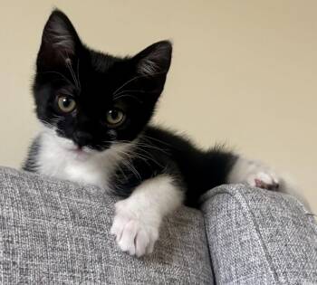 Bruce -  Domestic Short Hair Cat for Adoption in Phoenix, Arizona - Bruce | PetCurious