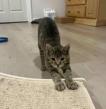 Scooter -  Tabby Cat for Adoption in Avondale, Pennsylvania - Scooter | PetCurious