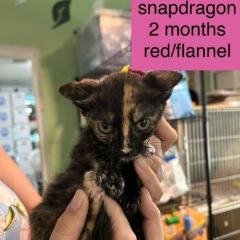 Snapdragon -  Domestic Short Hair Cat for Adoption in Tampa, Florida - Snapdragon | PetCurious