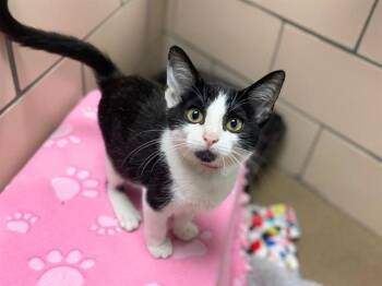 AMANDA -  Domestic Short Hair Cat for Adoption in Fort Wayne, Indiana - AMANDA | PetCurious