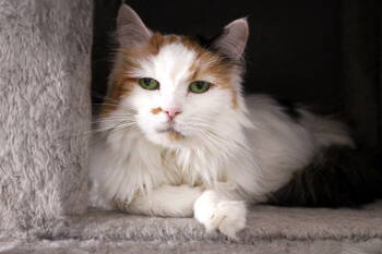Rescue Domestic Long Hair and Calico Cats for Adoption in Buford, Georgia - Dandelion | PetCurious