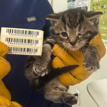 Hamilton -  Domestic Medium Hair Cat for Adoption in Charleston, West Virginia - Hamilton | PetCurious
