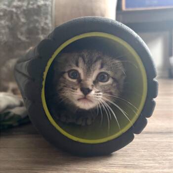 Domestic Short Hair Cats Available for Adoption in Austin, Texas - Crunch Bar | PetCurious