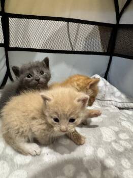 Domestic Short Hair Cats Available for Adoption in Washington, District Of Columbia - Justine | PetCurious