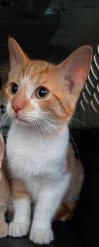 Armani -  Domestic Short Hair Cat for Adoption in Cloquet, Minnesota - Armani | PetCurious