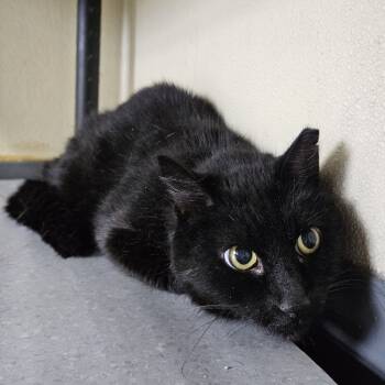 Rescue Domestic Short Hair Cats for Adoption in Lakewood, Colorado - Waylon | PetCurious