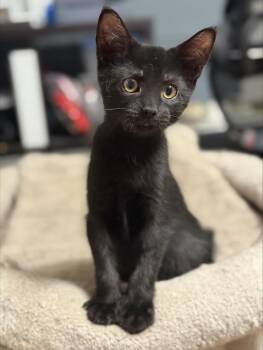 Rescue Domestic Short Hair Cats for Adoption in Buffalo, New York - Brixton | PetCurious