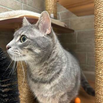 Domestic Short Hair Cats Available for Adoption in Davenport, Iowa - Murph | PetCurious
