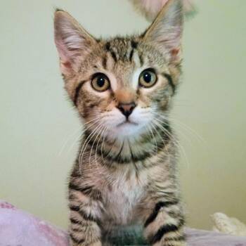 Vinny -  Domestic Short Hair Cat for Adoption in Carmel, Indiana - Vinny | PetCurious