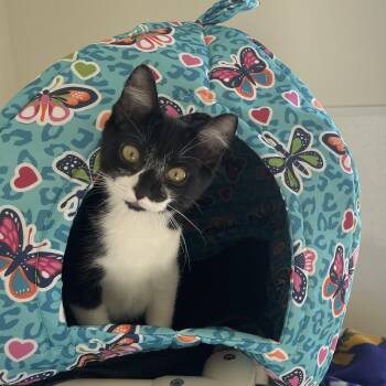 Prissy -  Domestic Short Hair Cat for Adoption in Newport, Oregon - Prissy | PetCurious