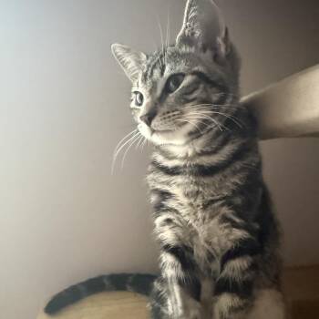 Artie -  American Shorthair Cat for Adoption in Asheville, North Carolina - Artie | PetCurious