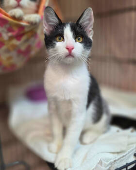 Rescue Domestic Short Hair Cats for Adoption in Novato, California - Brennan | PetCurious