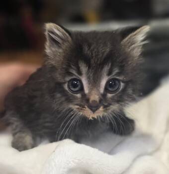 Maki -  Domestic Medium Hair Cat for Adoption in Palmer, Alaska - Maki | PetCurious