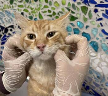 SHERB -  Domestic Medium Hair Cat for Adoption in Pensacola, Florida - SHERB | PetCurious