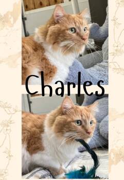 Rescue Domestic Long Hair Cats for Adoption in Pierceton, Indiana - Charles - Front Declawed | PetCurious