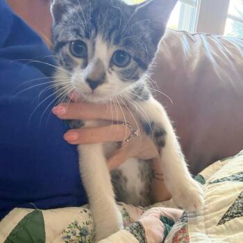Little Biscuit -  Domestic Short Hair Cat for Adoption in Kansas City, Missouri - Little Biscuit | PetCurious