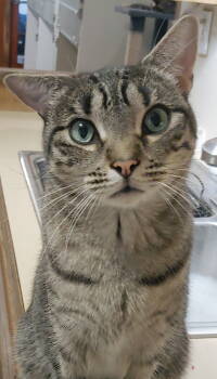 Rescue Domestic Short Hair Cats for Adoption in Pompano Beach, Florida - Mochi | PetCurious