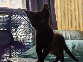 Soprano -  Domestic Short Hair Cat for Adoption in New York, New York - Soprano | PetCurious