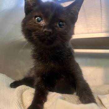 Chicken Sandwich -  Domestic Short Hair Cat for Adoption in Dayton, Ohio - Chicken Sandwich | PetCurious