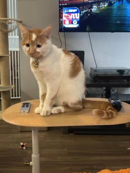 Rescue Domestic Short Hair Cats for Adoption in Inglewood, California - Patches | PetCurious