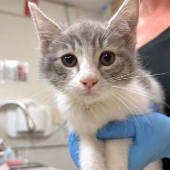 Dragonfruit -  Domestic Short Hair Cat for Adoption in Woodinville, Washington - Dragonfruit | PetCurious