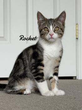 Rescue Domestic Medium Hair and Tabby Cats for Adoption in Naugatuck, Connecticut - Rocket Born 2/21/25 | PetCurious