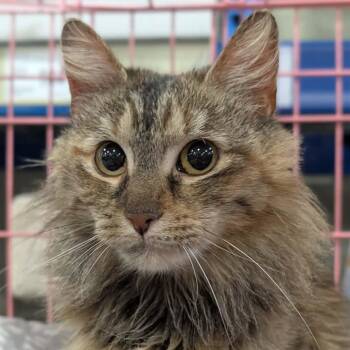 Domestic Long Hair Cats Available for Adoption - Sunflower | PetCurious