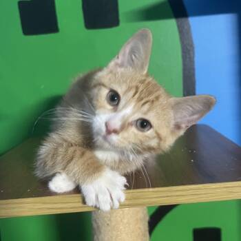 Caraway -  Domestic Short Hair Cat for Adoption in Elkton, Maryland - Caraway | PetCurious