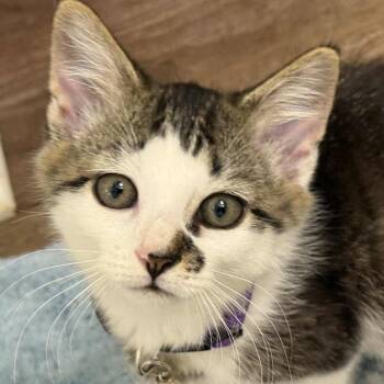 Rescue Domestic Short Hair Cats for Adoption in Little Mountain, South Carolina - Lucy Chen | PetCurious