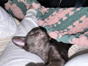 Domestic Short Hair Cats Available for Adoption in Fort Worth, Texas - Jaylen | PetCurious