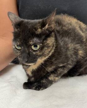 Demi -  Domestic Short Hair Cat for Adoption in Hamilton Township, New Jersey - Demi | PetCurious